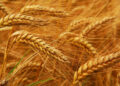 Prime Minister forms committee to prepare wheat procurement plan