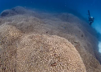 World's Largest Coral Discovered