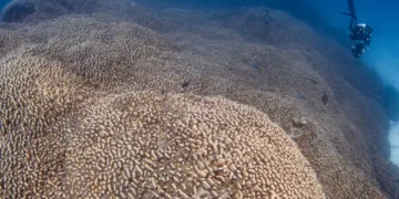 World's Largest Coral Discovered