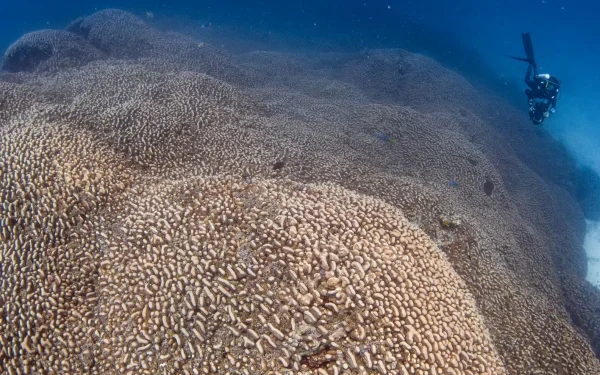 World's Largest Coral Discovered