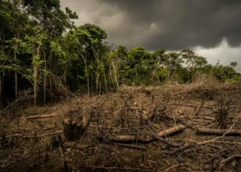 Why are trees failing to adapt to climate change?