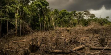 Why are trees failing to adapt to climate change?