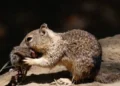 Predatory squirrels shock scientists