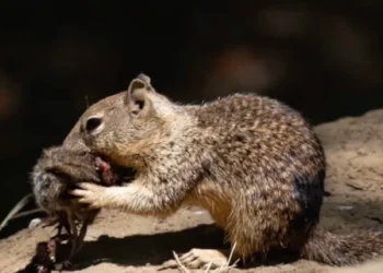 Predatory squirrels shock scientists