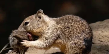 Predatory squirrels shock scientists