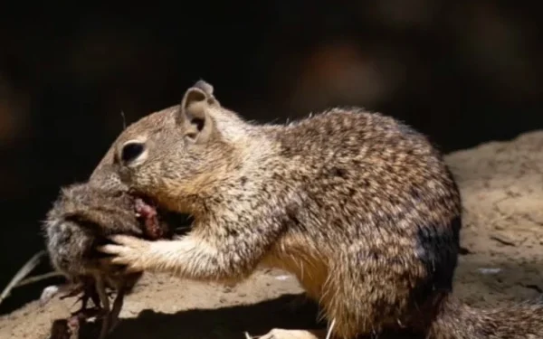 Predatory squirrels shock scientists