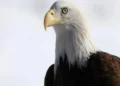 Bald and rare eagle declared America's national bird after 250 years