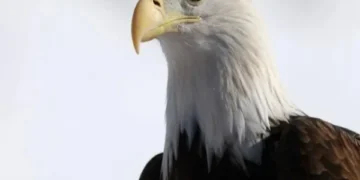 Bald and rare eagle declared America's national bird after 250 years