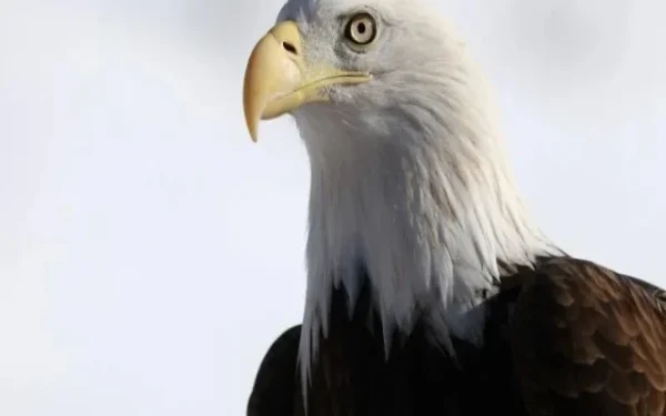 Bald and rare eagle declared America's national bird after 250 years