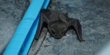 Why can't bats walk despite having legs?