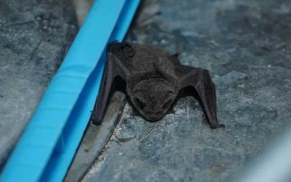 Why can't bats walk despite having legs?