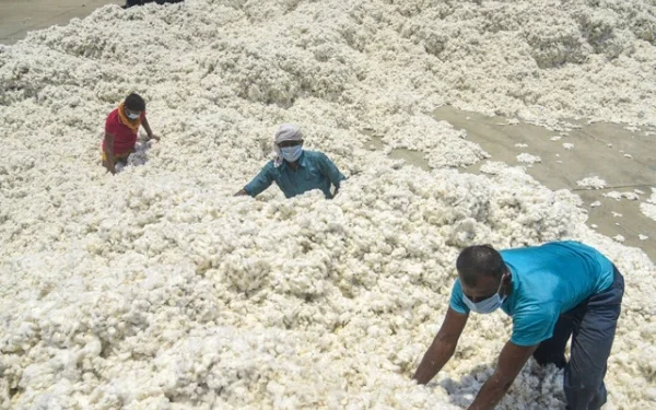 Ginning factories have large stocks of saleable cotton