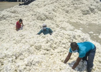 Cotton Market Struggles Despite Sales Tax on Imports: Adverse Weather and Low Demand Stall Price Recovery