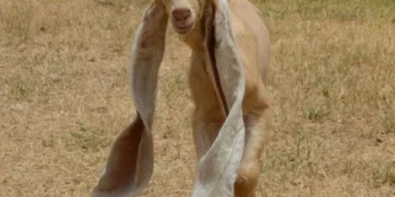 A young goat worth 4.4 million rupees in Saudi Arabia, a thrilling story of a unique auction