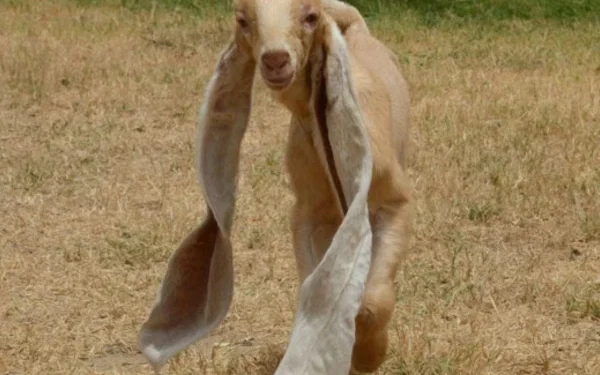 A young goat worth 4.4 million rupees in Saudi Arabia, a thrilling story of a unique auction