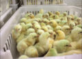 Strict warning to those who increase the price of one-day-old chicks by forming a nexus