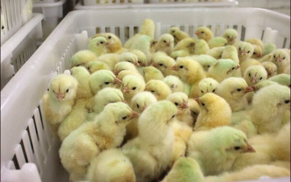 Strict warning to those who increase the price of one-day-old chicks by forming a nexus