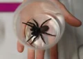 The most venomous spider that can bite through human fingernails
