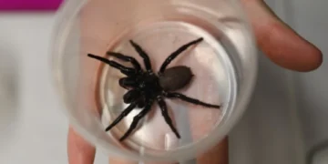 The most venomous spider that can bite through human fingernails