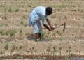 Cotton cultivation begins in Sindh, partial in Punjab
