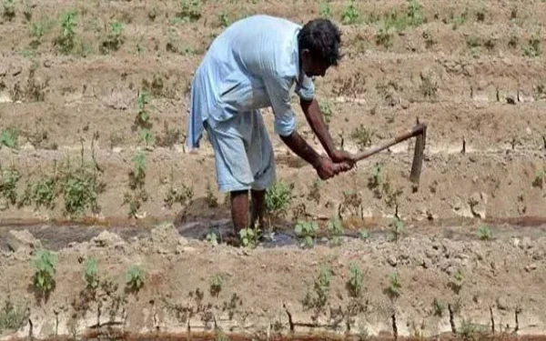 Cotton cultivation begins in Sindh, partial in Punjab