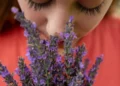 What is the connection between the sense of smell and mental health?