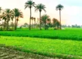 Green Pakistan Initiative, an important step towards creating a sustainable agricultural system