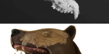 Complete skull of ancient predator discovered in Egypt