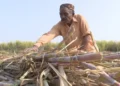 Sugar mills continue to exploit sugarcane farmers