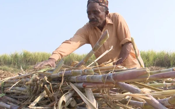Sugar mills continue to exploit sugarcane farmers