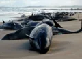 Australia, 150 whales dead, many stranded on the beach