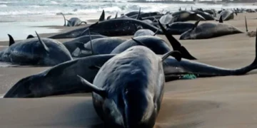 Australia, 150 whales dead, many stranded on the beach