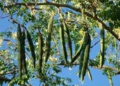 This Miracle Tree Can Kill Multiple Cancers