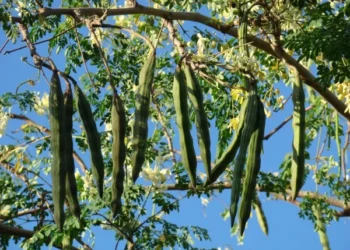 This Miracle Tree Can Kill Multiple Cancers