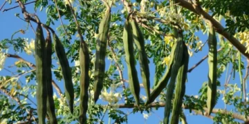 This Miracle Tree Can Kill Multiple Cancers