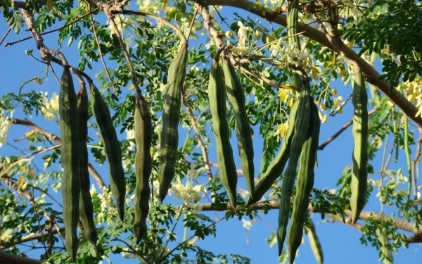 This Miracle Tree Can Kill Multiple Cancers