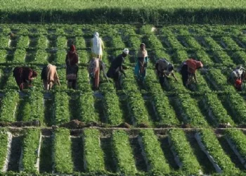Sindh Scientists Achieve Breakthrough: 22 New High-Yielding Crops Developed with Less Water Consumption