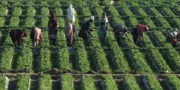 Sindh Scientists Achieve Breakthrough: 22 New High-Yielding Crops Developed with Less Water Consumption