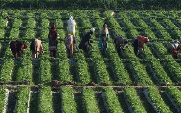 Sindh Scientists Achieve Breakthrough: 22 New High-Yielding Crops Developed with Less Water Consumption