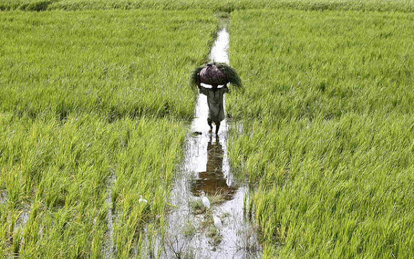 Income tax rate on agricultural income made equal to that of the corporate sector