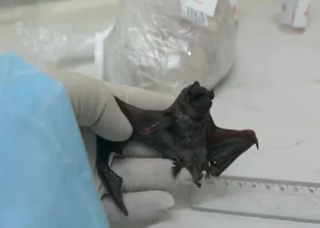 New Coronavirus Discovered in Brazilian Bats: Scientists Investigate Potential Risks