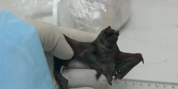 New Coronavirus Discovered in Brazilian Bats: Scientists Investigate Potential Risks