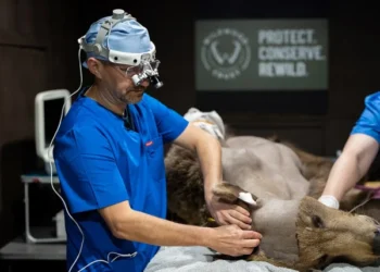 First Bear to Undergo Brain Surgery Makes a Remarkable Recovery