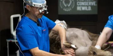 First Bear to Undergo Brain Surgery Makes a Remarkable Recovery