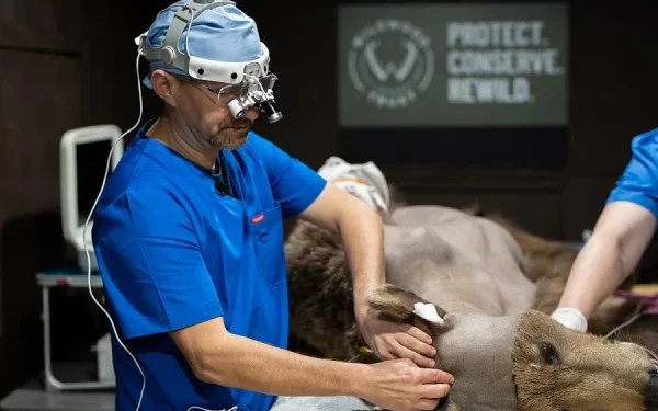 First Bear to Undergo Brain Surgery Makes a Remarkable Recovery