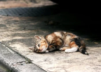 Deadly Virus Kills Hundreds of Cats in India in Just a Few Days