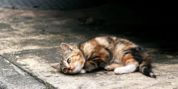 Deadly Virus Kills Hundreds of Cats in India in Just a Few Days