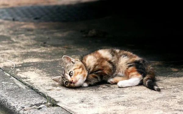 Deadly Virus Kills Hundreds of Cats in India in Just a Few Days