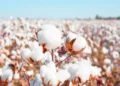Water Shortage and Unavailability of Certified Seeds Put Cotton Crop in Jeopardy