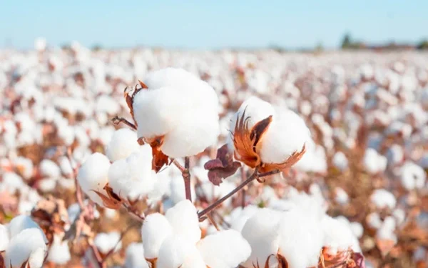 Water Shortage and Unavailability of Certified Seeds Put Cotton Crop in Jeopardy
